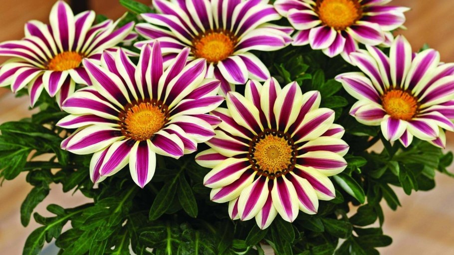 Газания Нью Дэй Роуз страйп