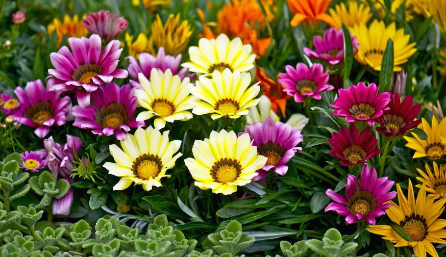 Гацания Саншайн