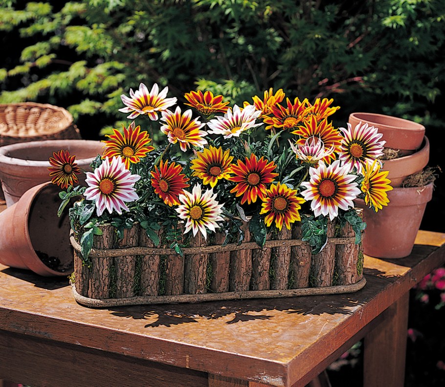 Гацания жестковатая New Day Tiger