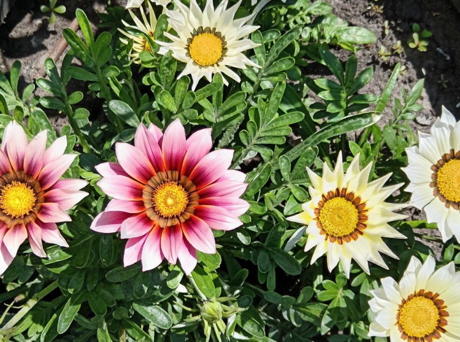 Гацания Нью дей Роуз страйп