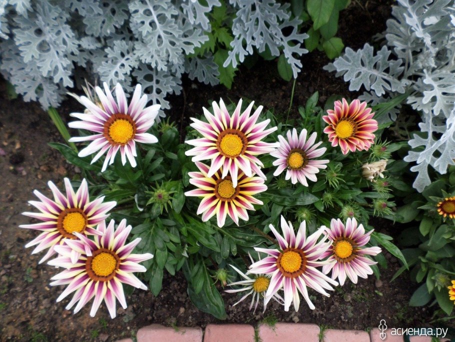 Гацания гибридная Муза