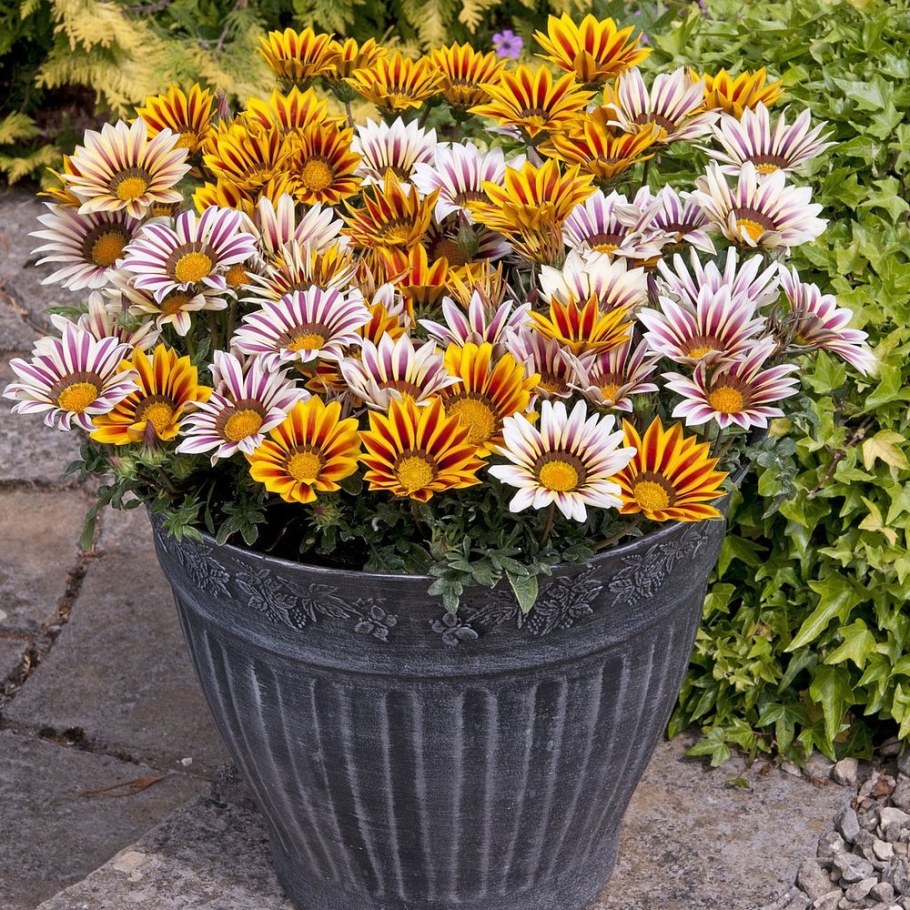 Гацания Африканская Ромашка