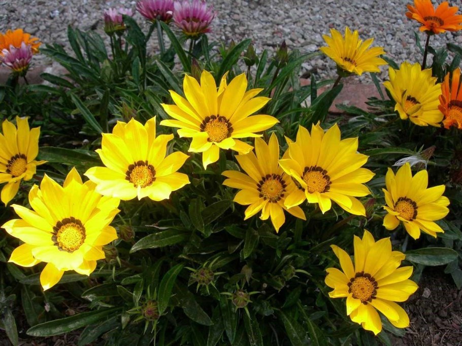 Гацания гибридная смесь