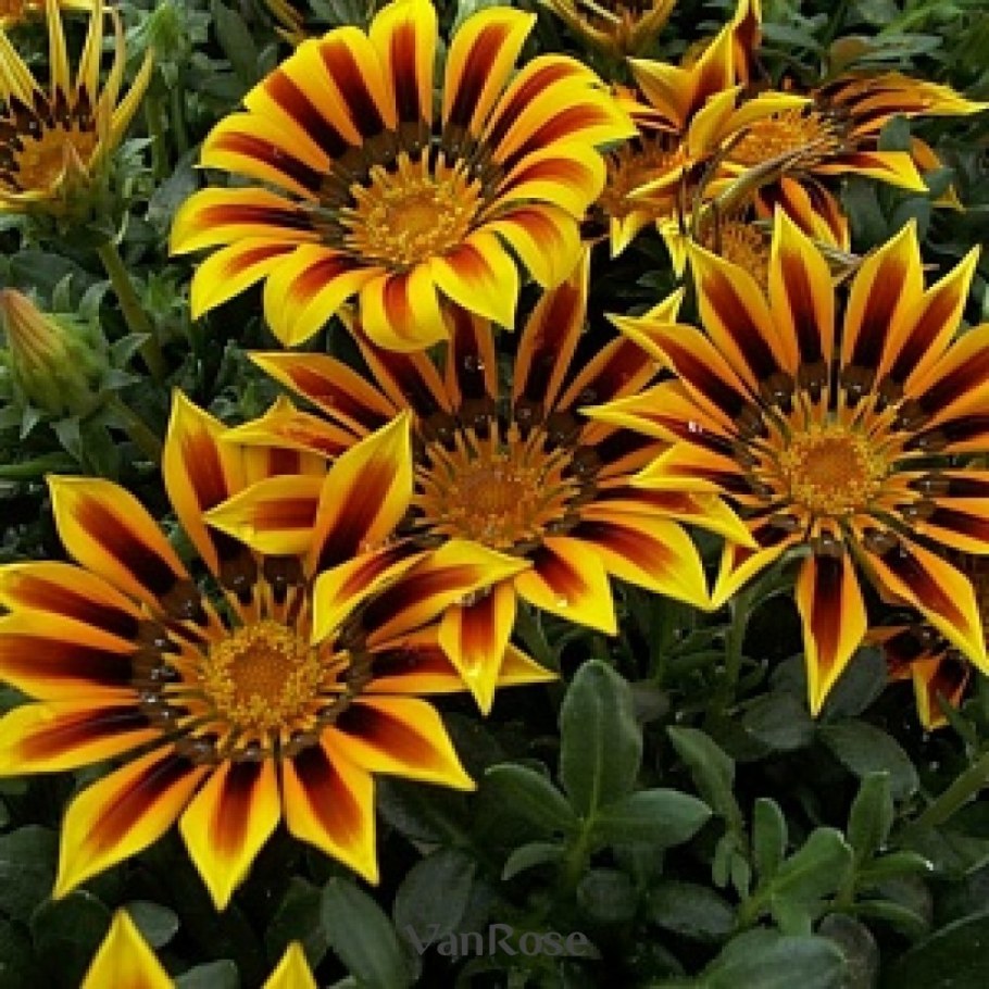 Гацания длиннострелковая