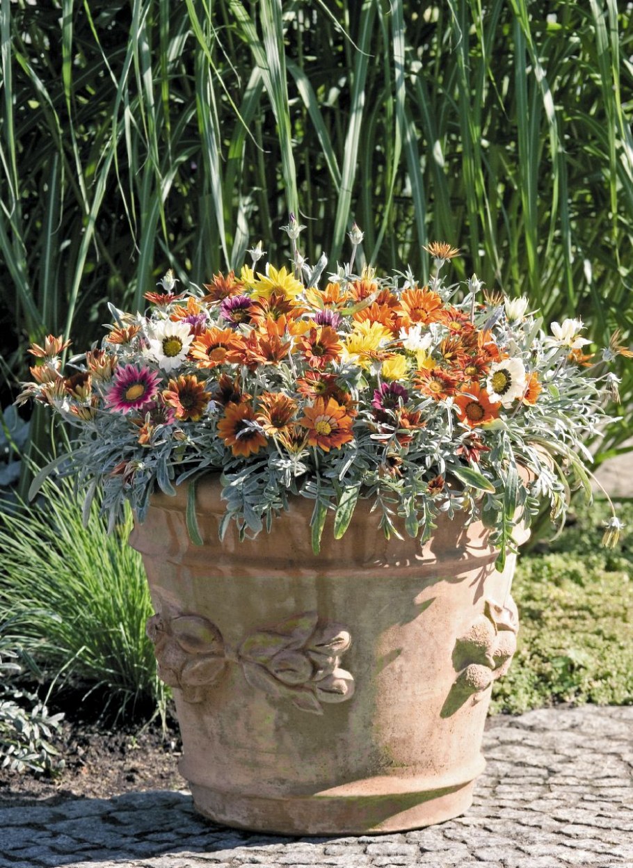 Гацания Talent Mix