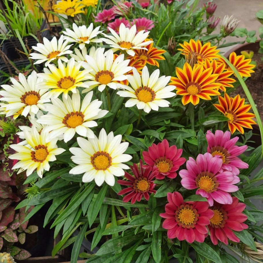 Гацания Нью дей Роуз страйп