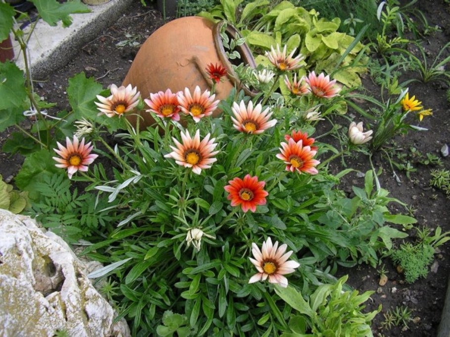 Циния Вербена гацания остеоспермум