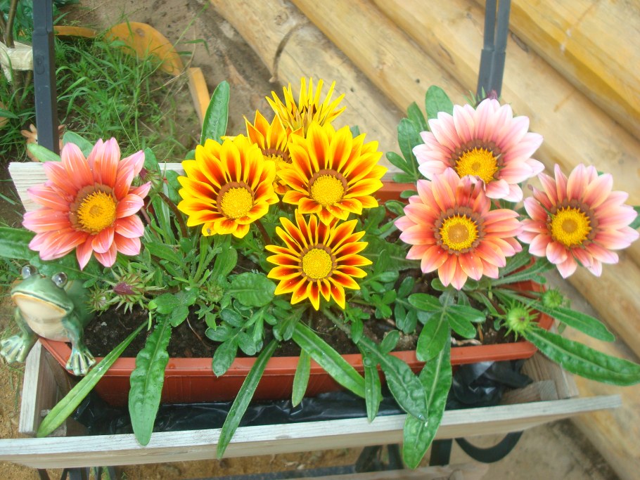 Газания гибридная смесь