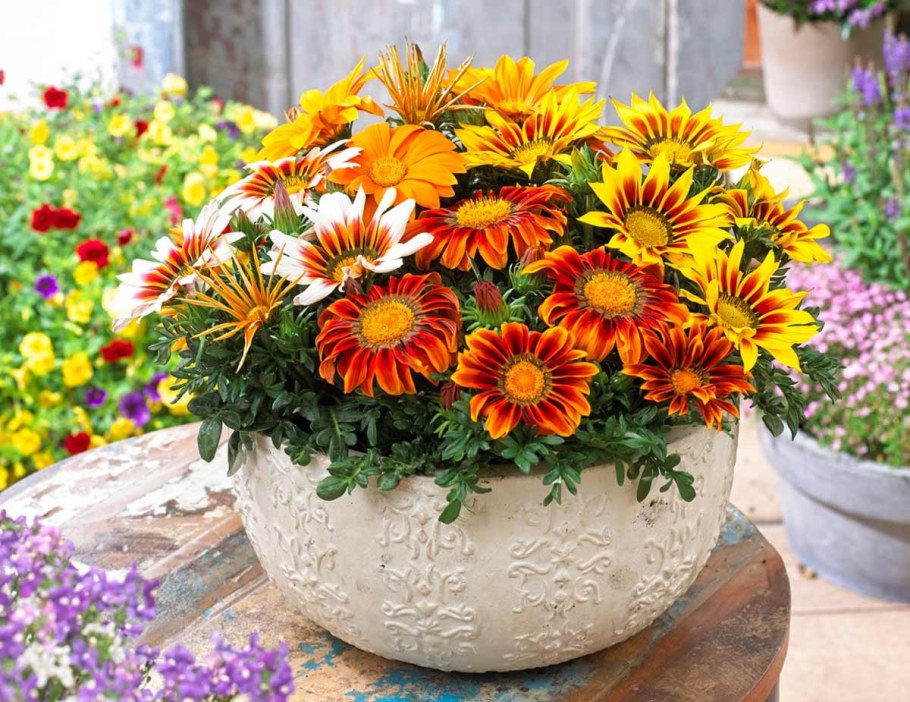 Гацания махровая вегетативная