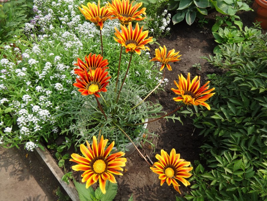 Гацания Муза