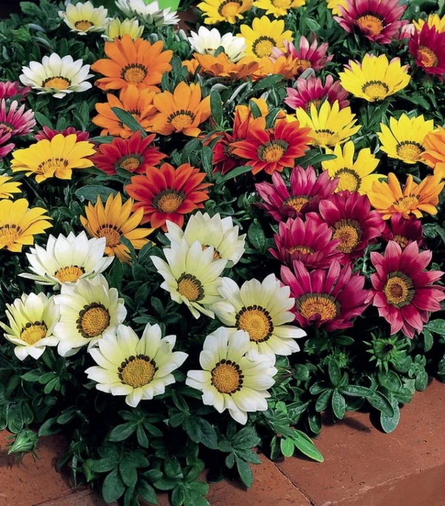 Газания Клеа оранж