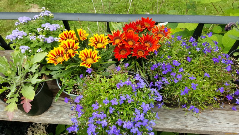 Лобелия гацания