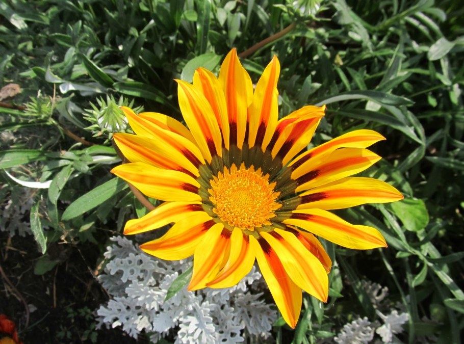 Артик Беркли газания