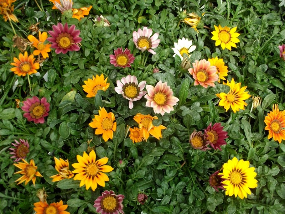 Газания Клеа оранж