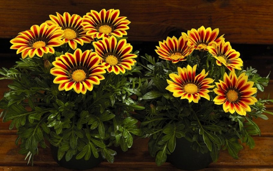 Гацания и газания