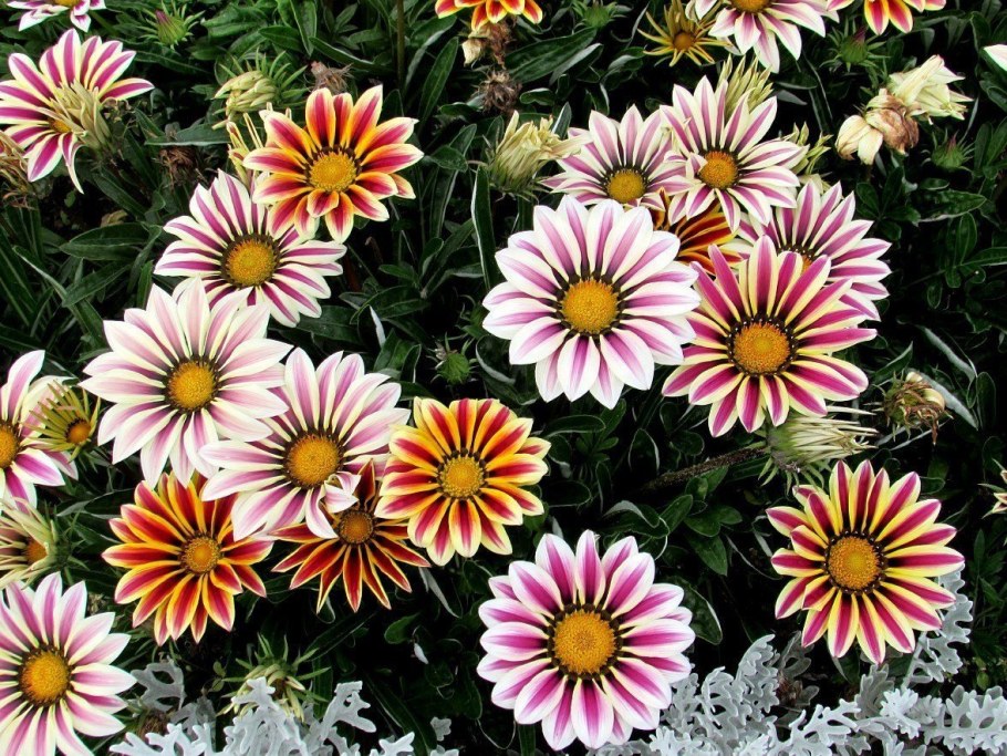 Гацания, газания, гацания