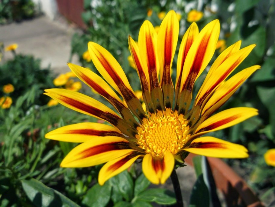 Гацания Нью дей