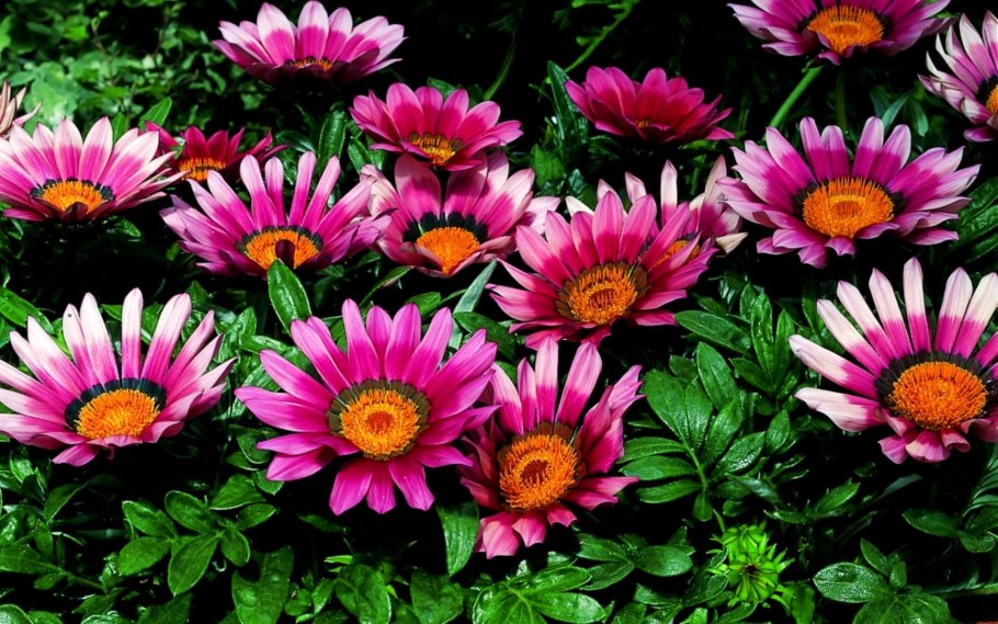 Гацания Кисс f1 роза