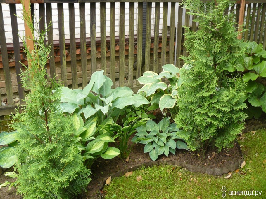 Клумба Хоста можжевельник астильба