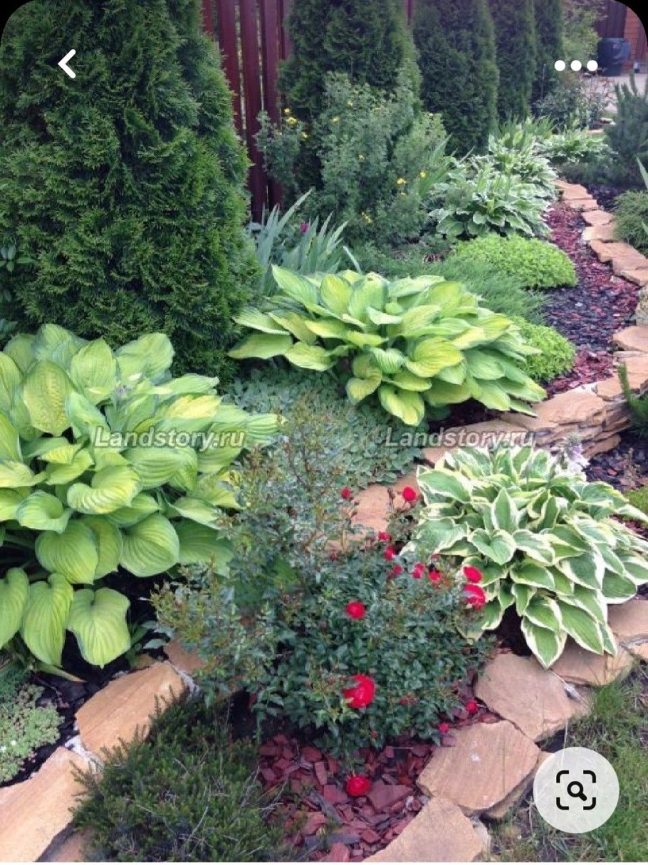 Гортензия хвойники Хоста