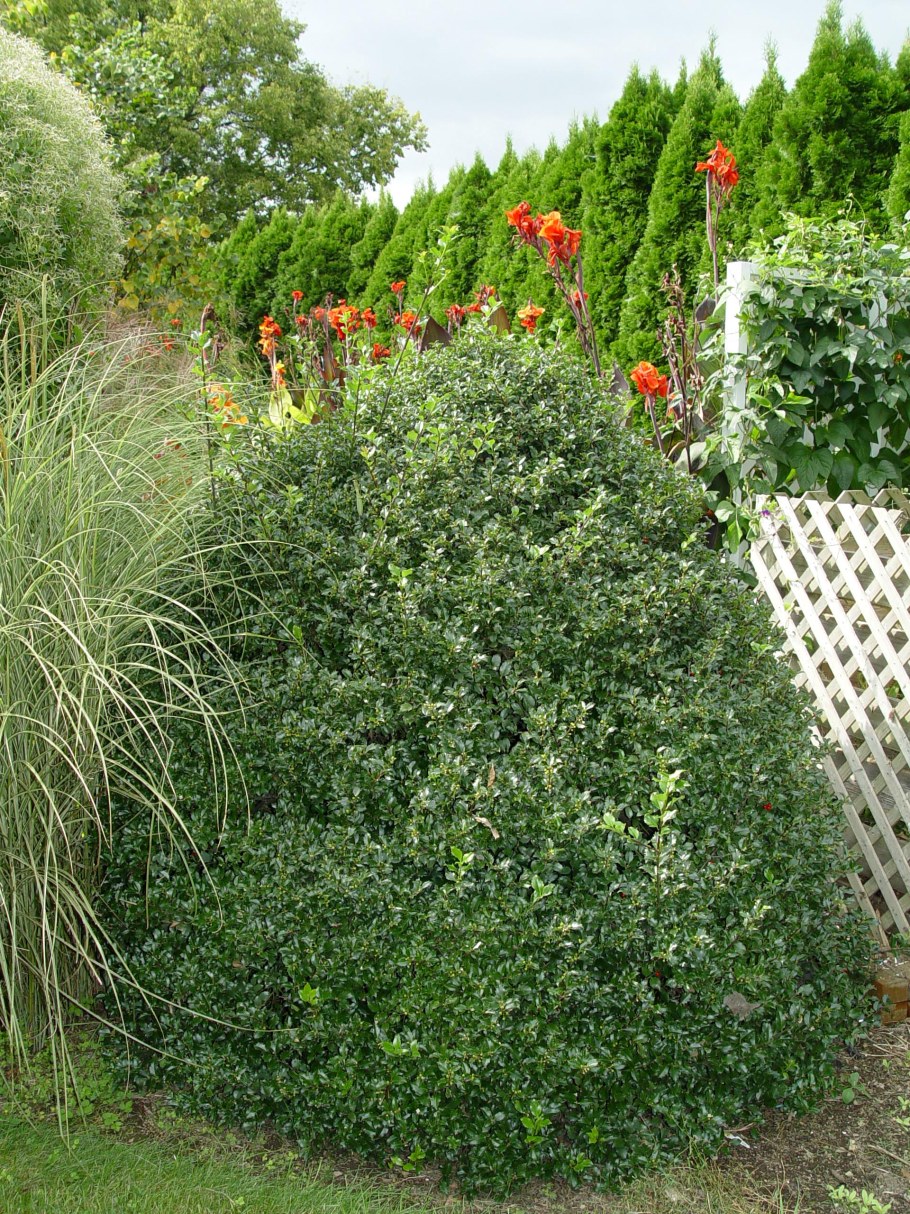 Падуб остролистный Живая изгородь