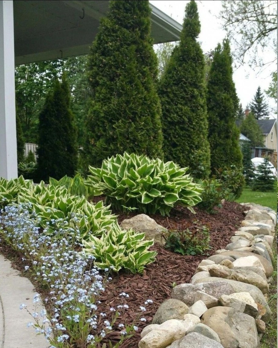 Клумбы с хостой и туями