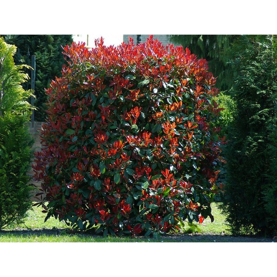 Фотиния кустарник ред Робин