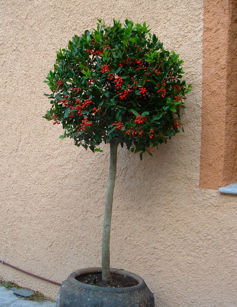 Падуб штамбовый