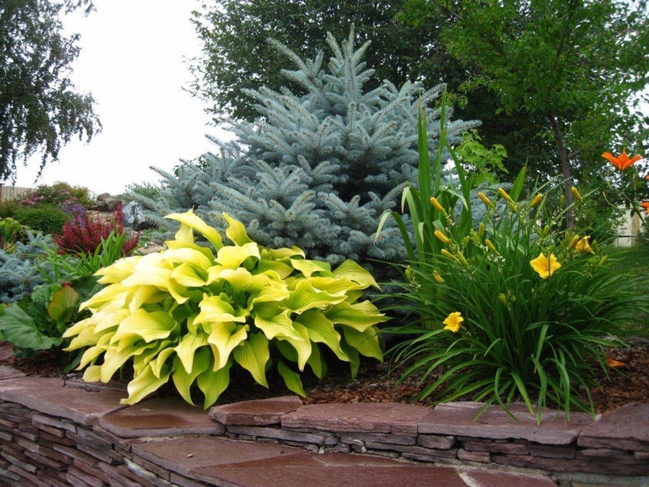 Лилейник и Хоста на клумбе