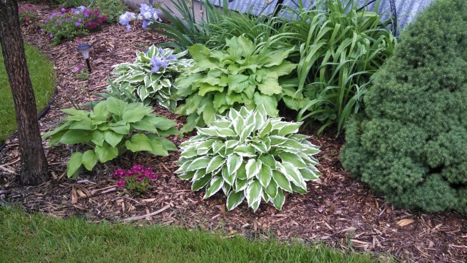 Хоста мульчирование корой
