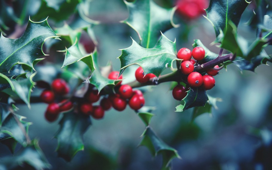 Новогодние растения