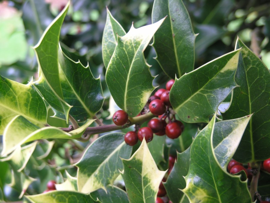 Падуб остролистный