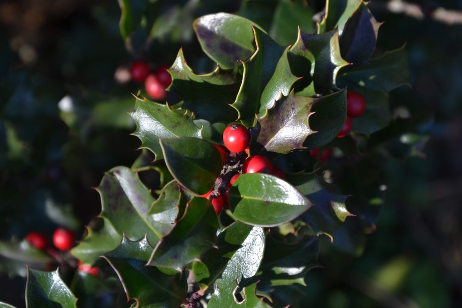 Падуб остролистный забор