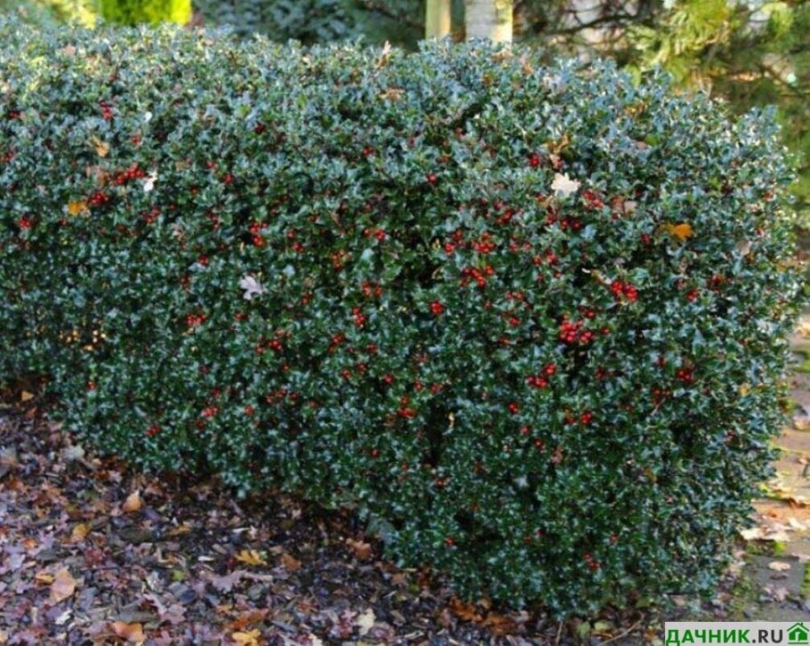 Падуб городчатый Голден джем