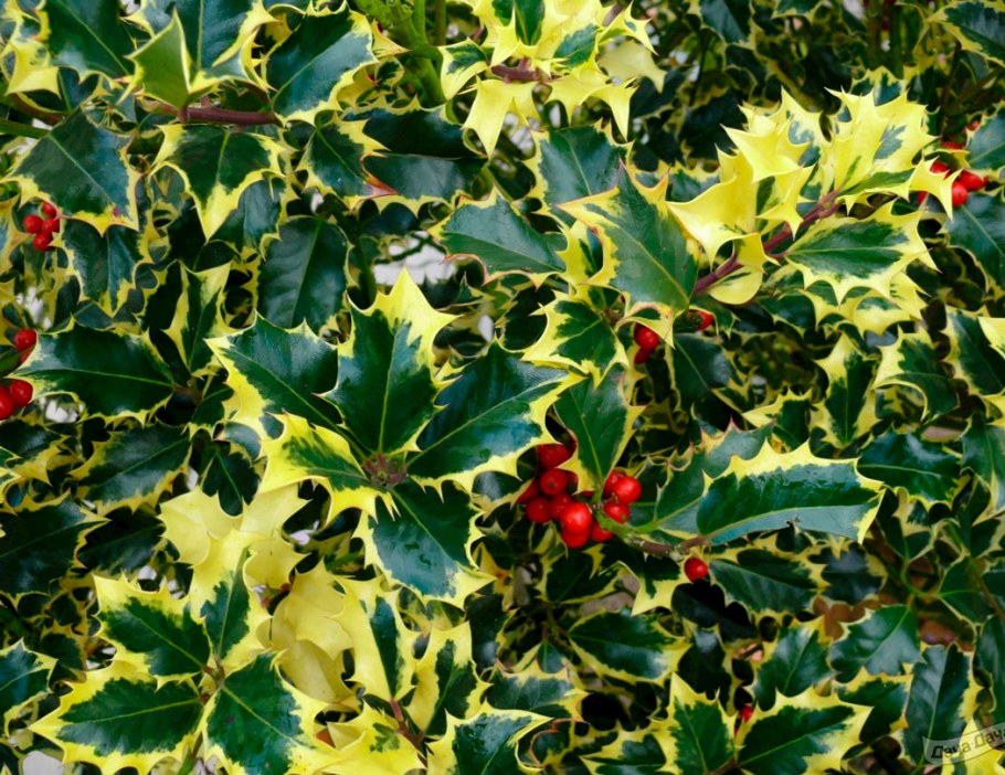 Падуб остролистный мадам