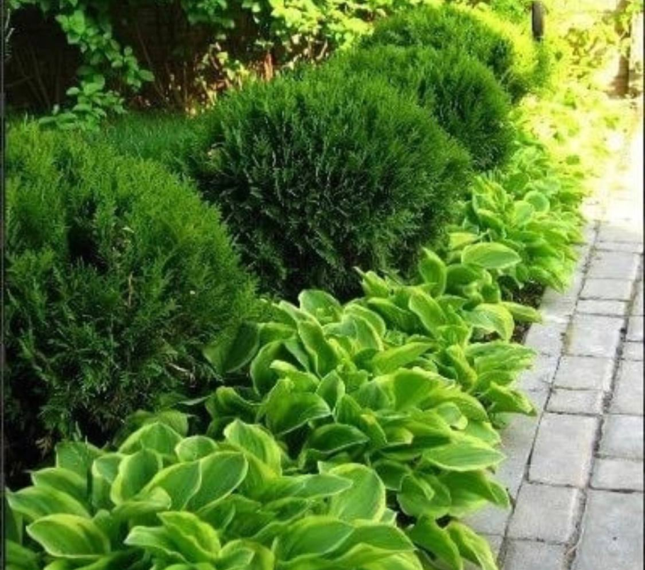 Барбарис,туя самшит