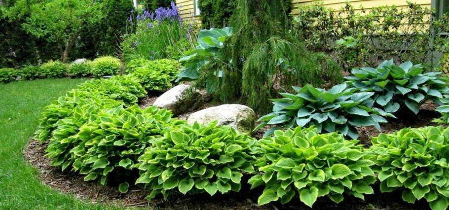 Хосты в ландшафте