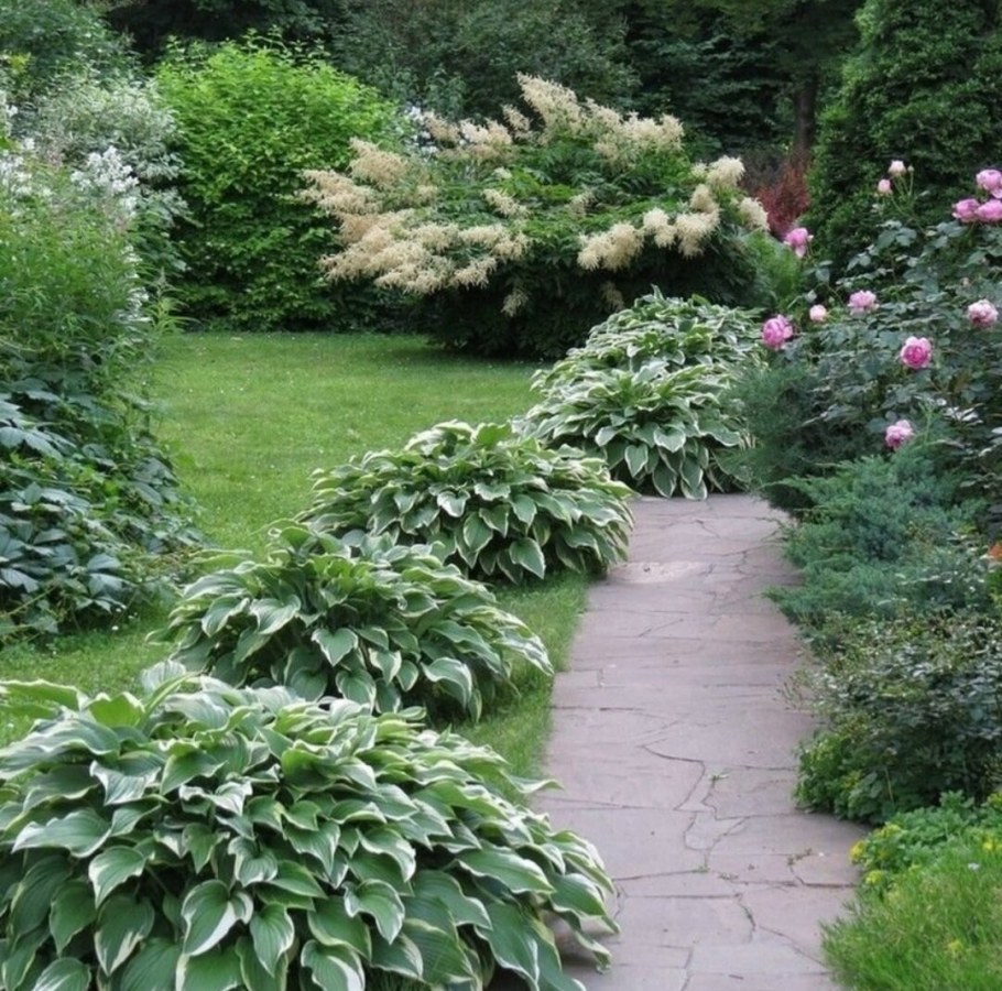 Туя Хоста спирея