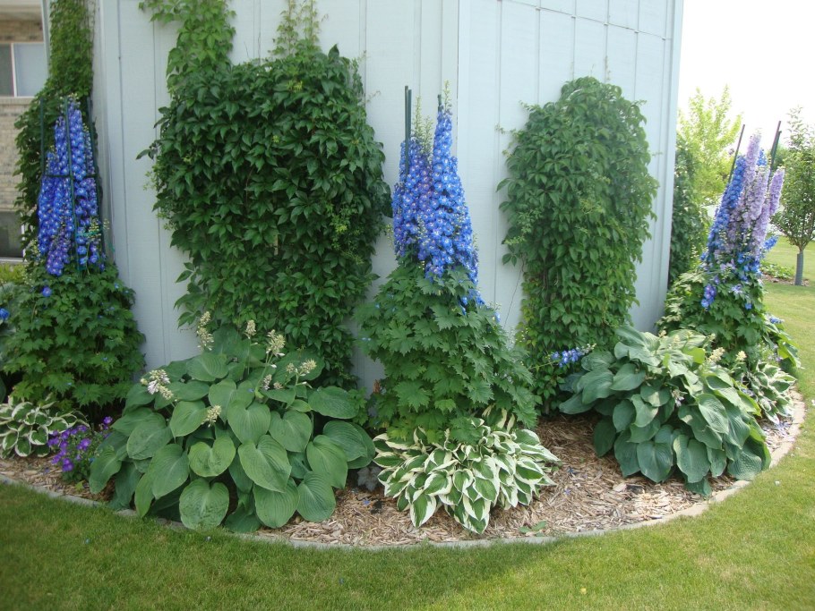 Люпин, Аконит, дельфиниум