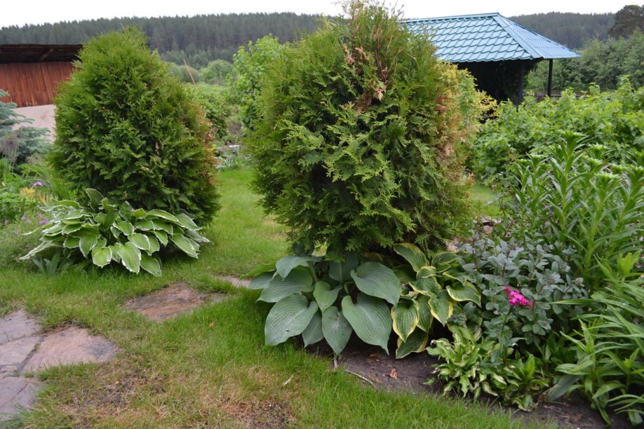 Туя спирея Хоста композиция