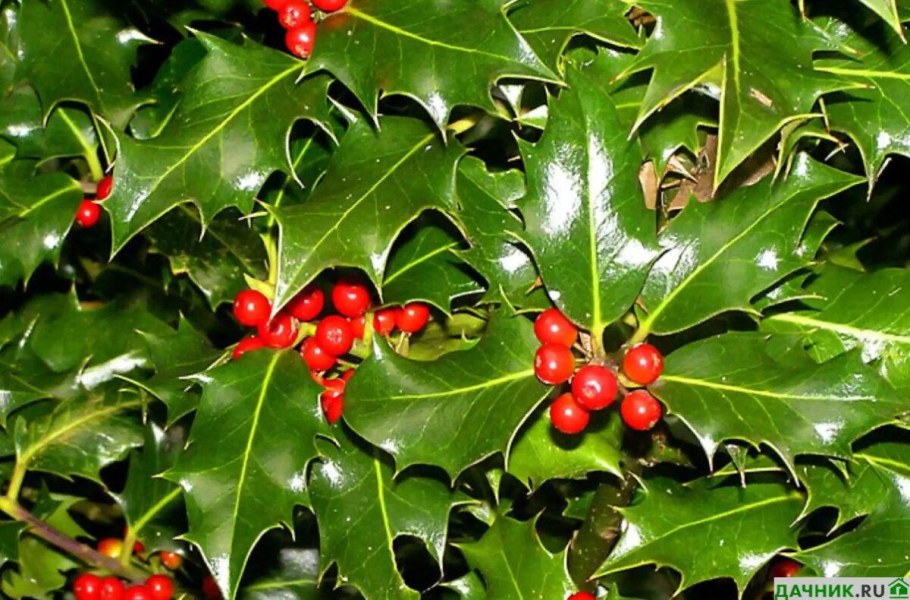 Вечнозеленый остролист падуб