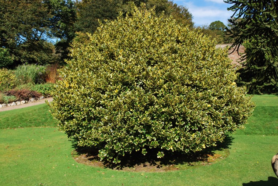 Падуб остролистный Голден