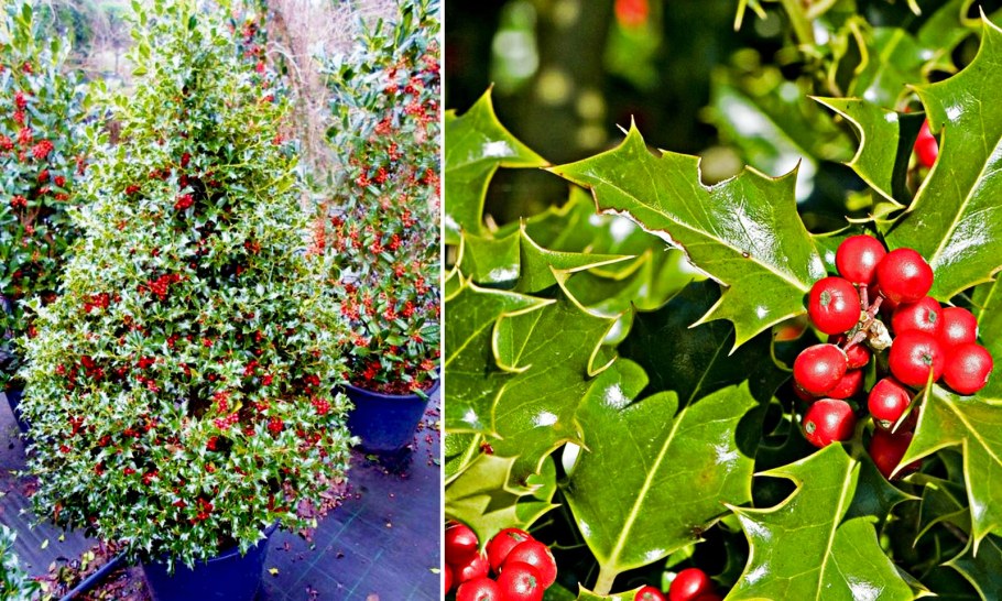 Илекс падуб остролистный