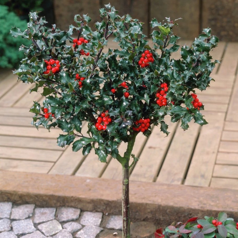 Падуб остролистный на штамбе