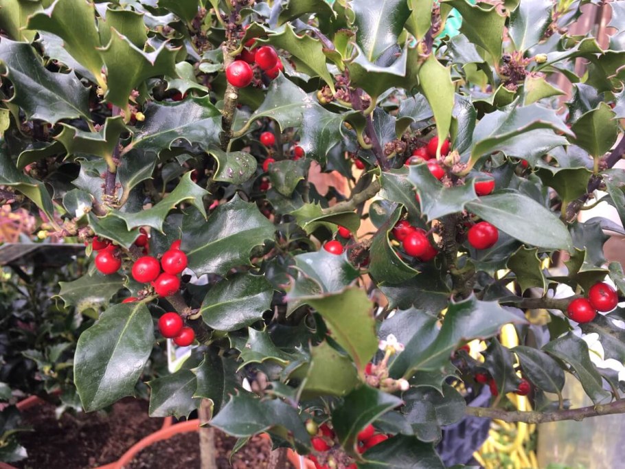 Падуб хекенстар