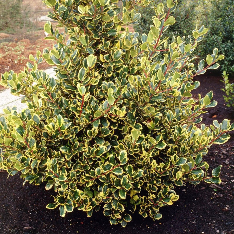 Падуб алтакларенский