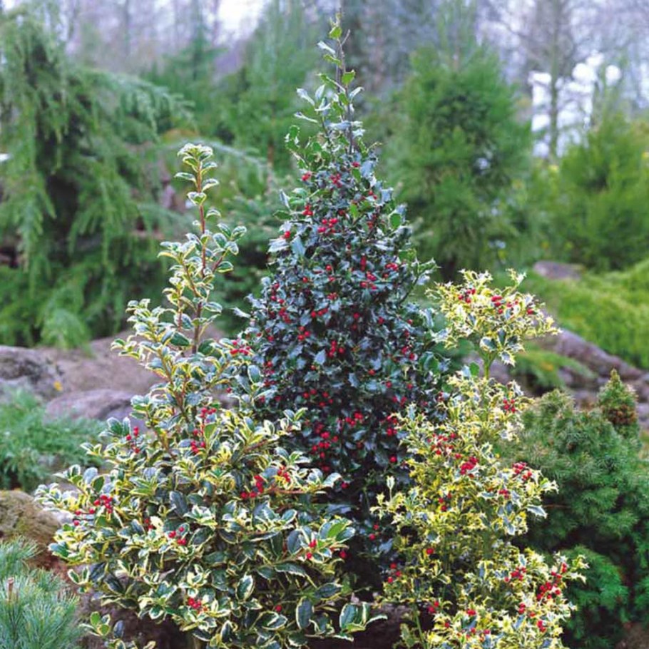Падуб Мезерва изгородь