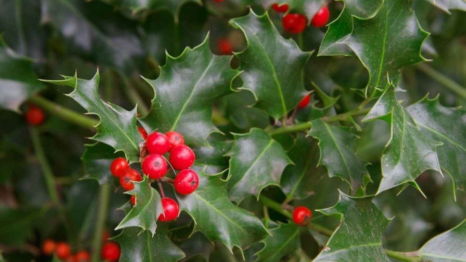 Падуб остролистный зимой