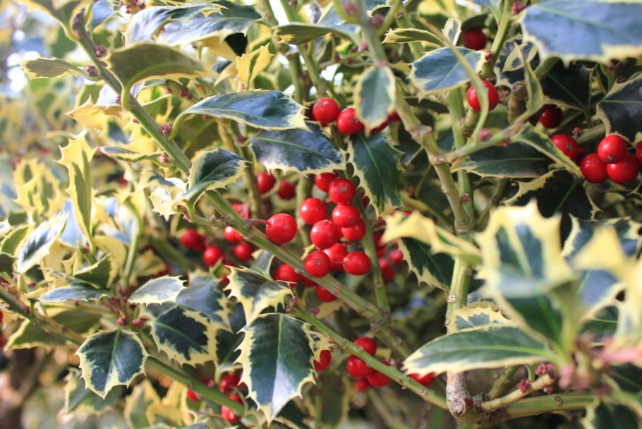 Падуб цветение