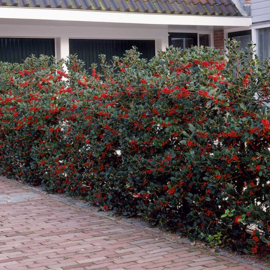 Пираканта Живая изгородь